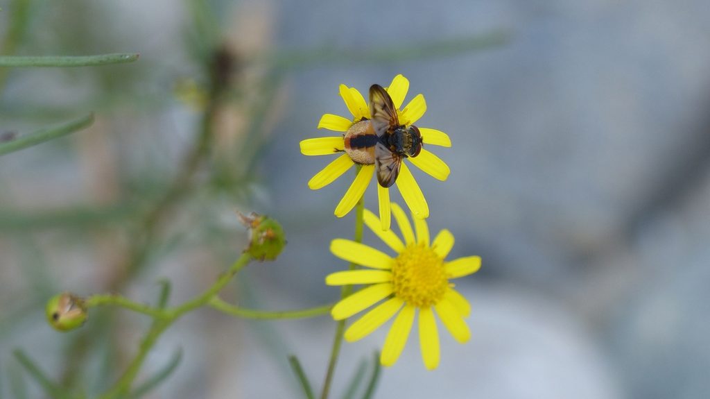 Tachinidae:  Ectophasia crassipennis, maschio